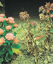 Agent Green - F. oxysporum in asters