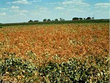 Agent Green - F. oxysporum in a beanfield (Phaseolus)