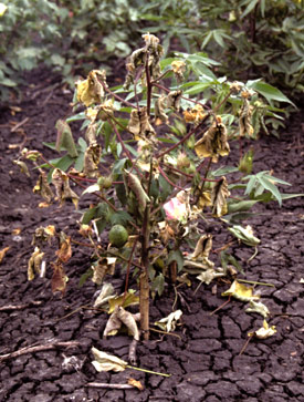 Agent Green - F. oxysporum-infected cotton