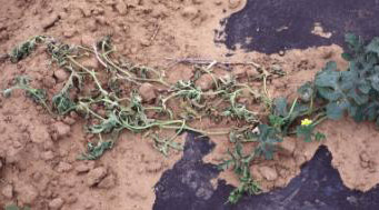 Agent Green - F. oxysporum-infected watermelon